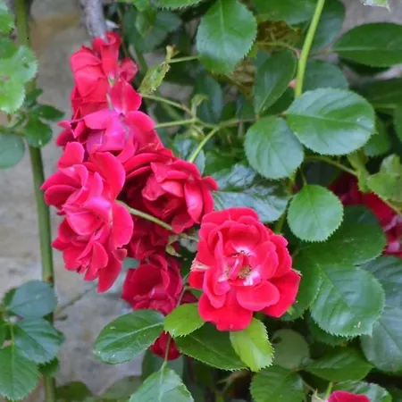 Maison Les Chandelles Gæstehus 3*