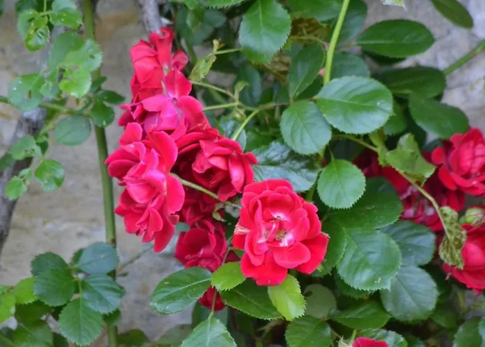 Maison Les Chandelles Pensionat 3*